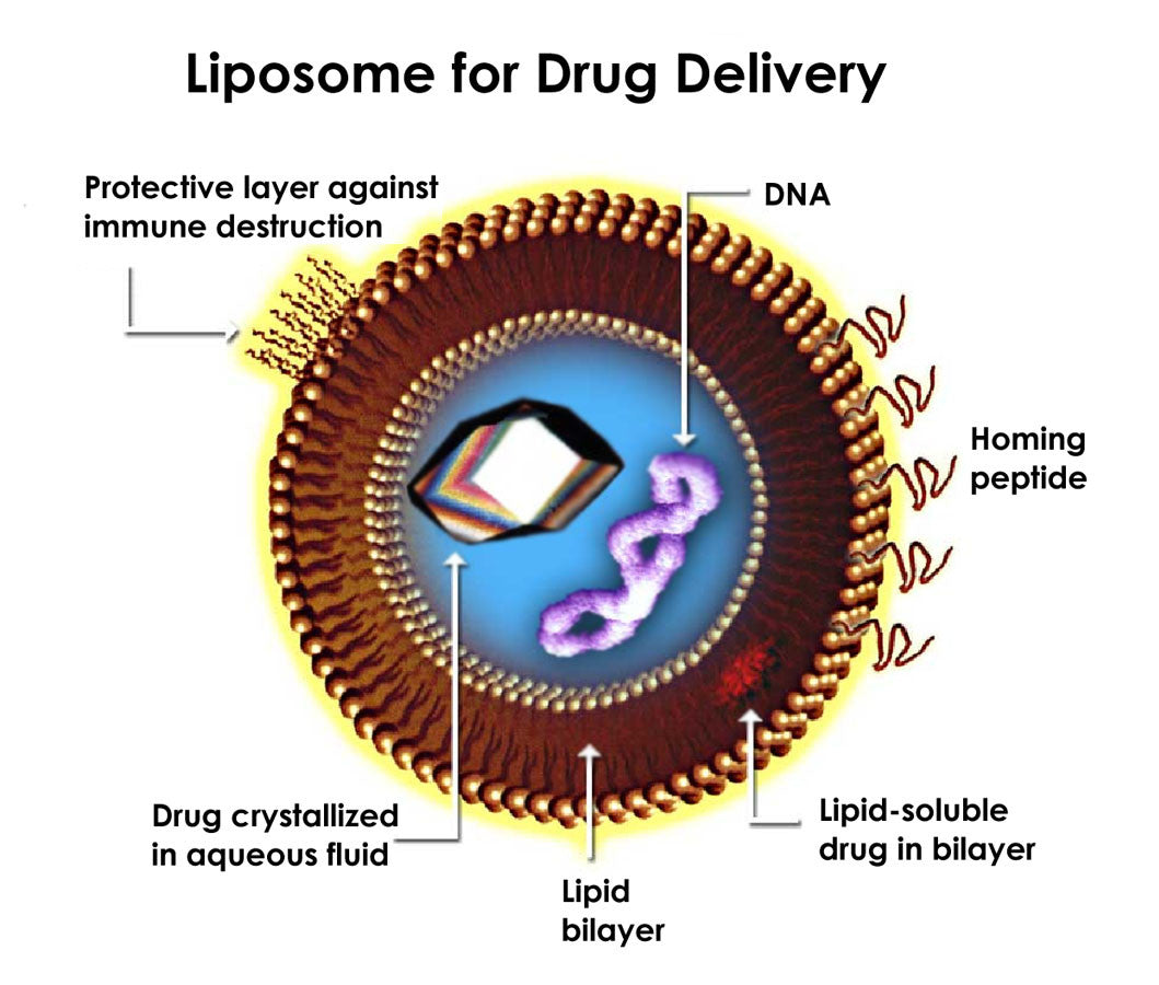 Cyclosome Delivery Revolutionizing the Pro-Hormone Industry